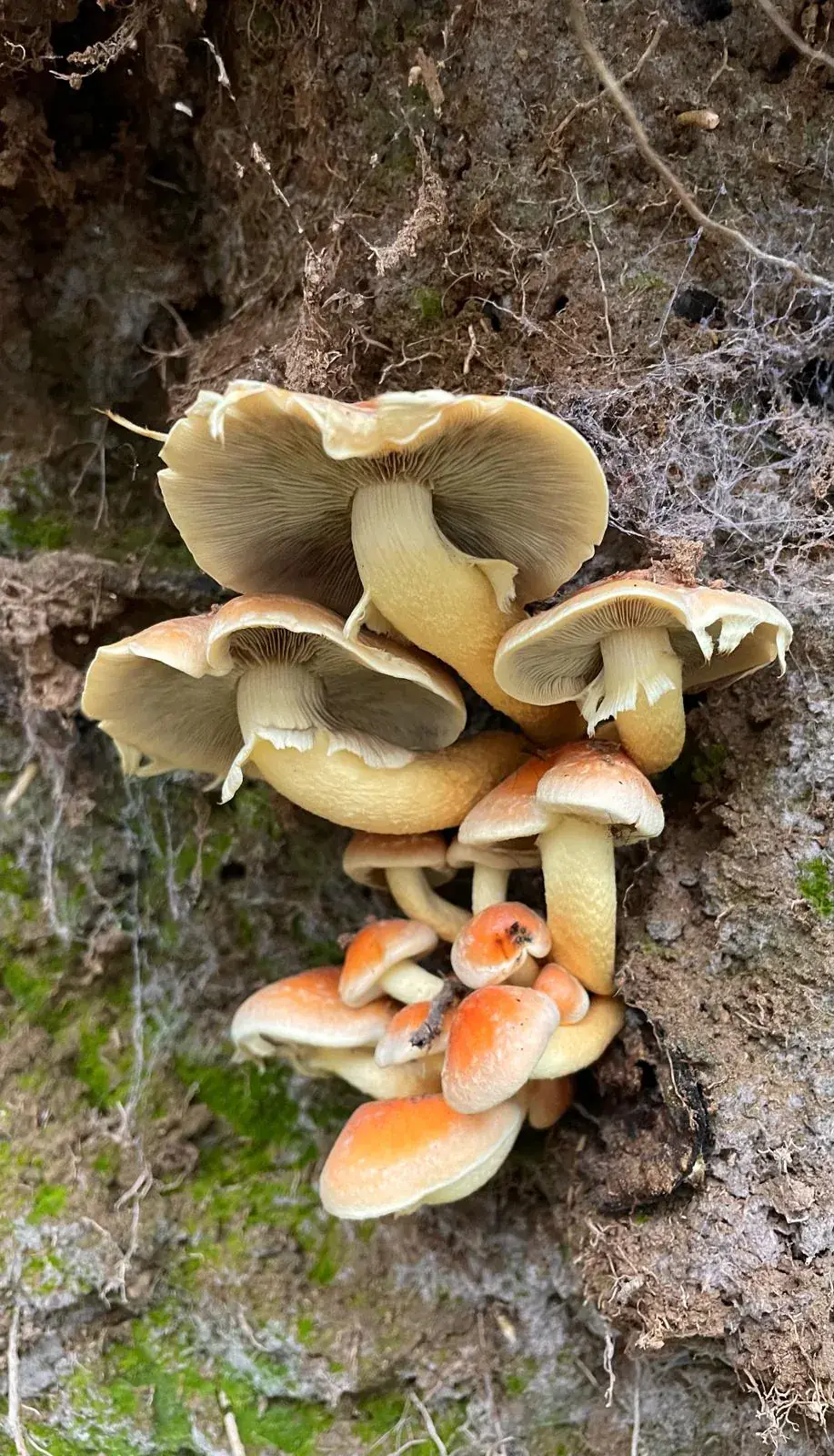 Setas creciendo sobre un tronco